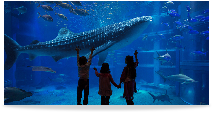 圖片來源：大阪海遊館