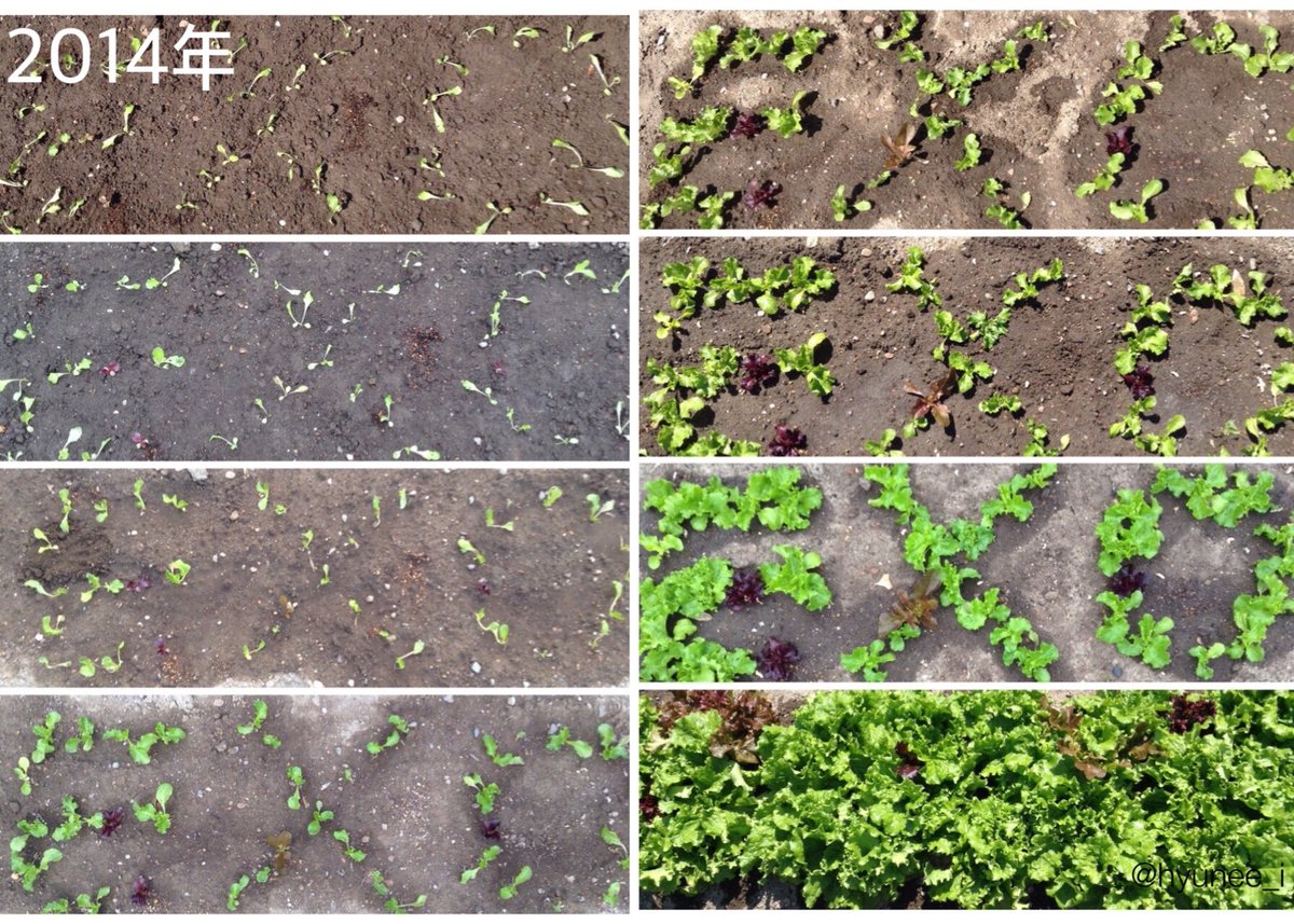 圖片來源:hyunee_i/twitter