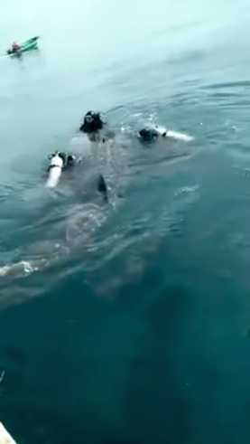 圖片來源:Bill Leong Chin Ming