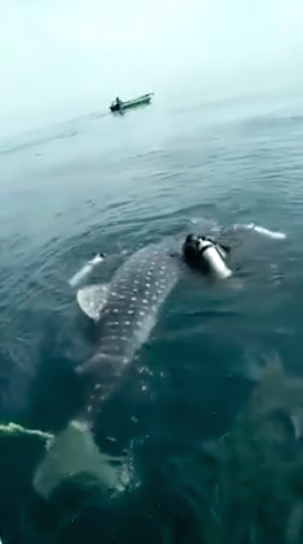 圖片來源:Bill Leong Chin Ming