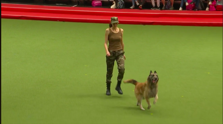 圖片來源：Crufts／Facebook