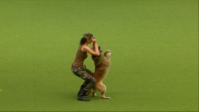 圖片來源：Crufts／Facebook 