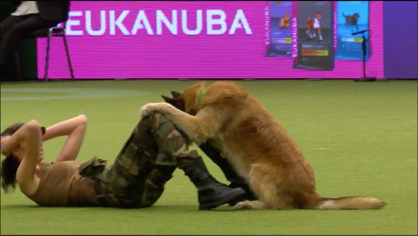 圖片來源：Crufts／Facebook