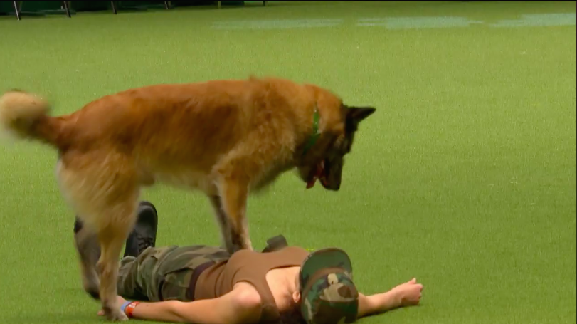 圖片來源：Crufts／Facebook