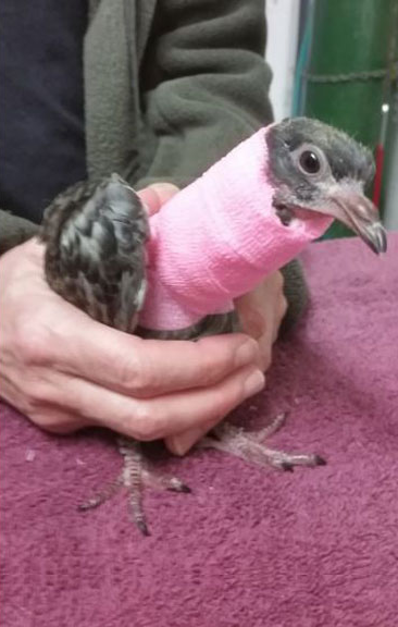 圖片來源：the Dodo