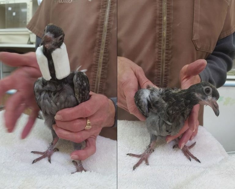 圖片來源：the Dodo