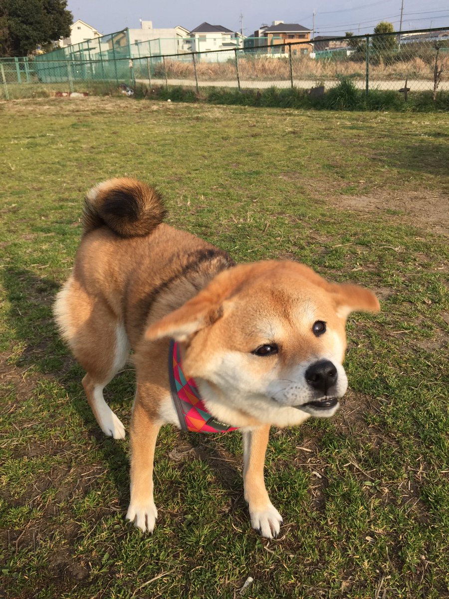 圖片來源： shiba_yuzukichi／twitter