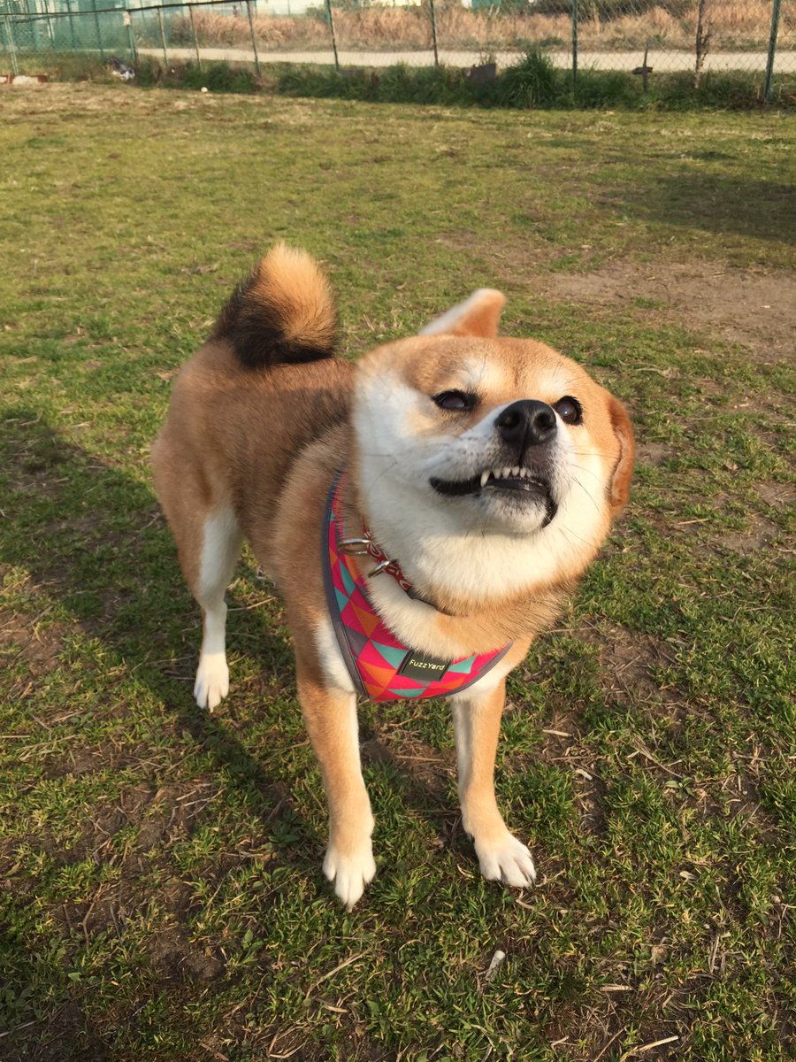 圖片來源： shiba_yuzukichi／twitter