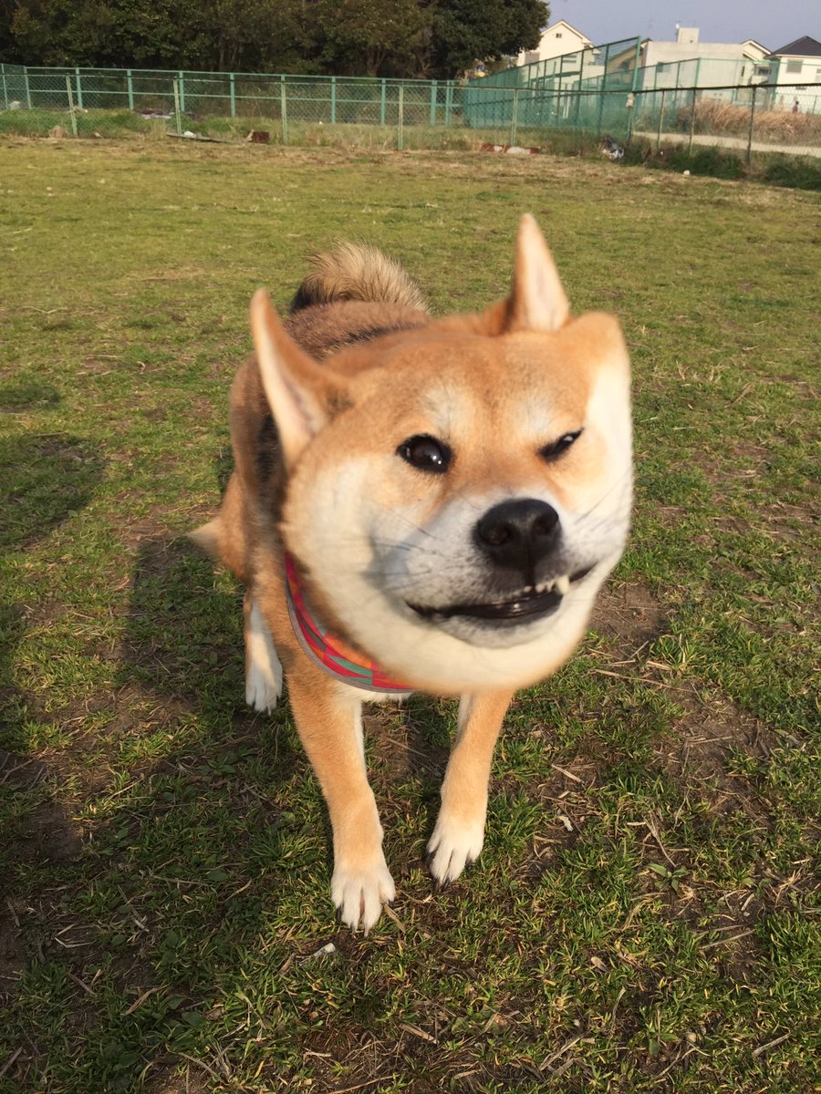 圖片來源： shiba_yuzukichi／twitter