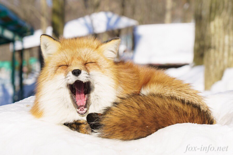 圖片來源:fox_info_net/twitter