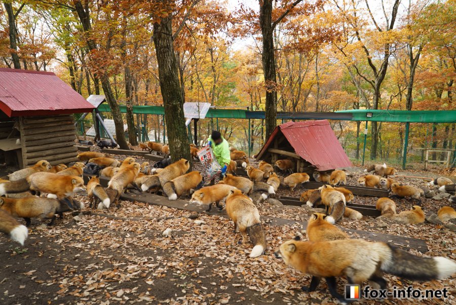 圖片來源:fox_info_net/twitter