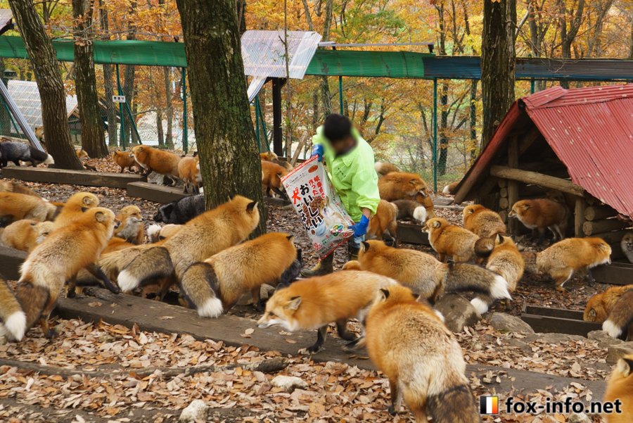 圖片來源:fox_info_net/twitter