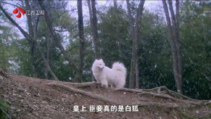 圖片來源:狗民網