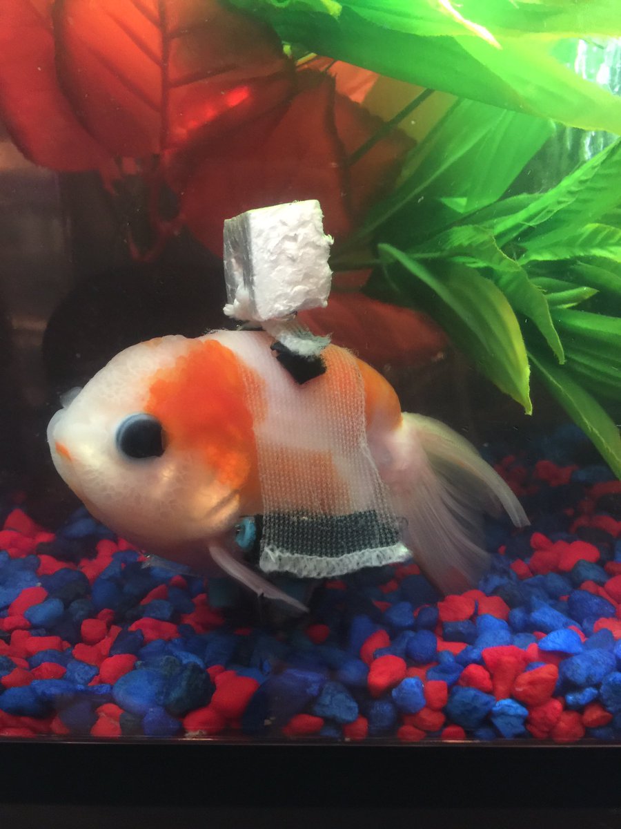 圖片來源： taylorndean／twitter