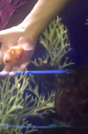 圖片來源： taylorndean／twitter