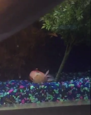 圖片來源： taylorndean／twitter