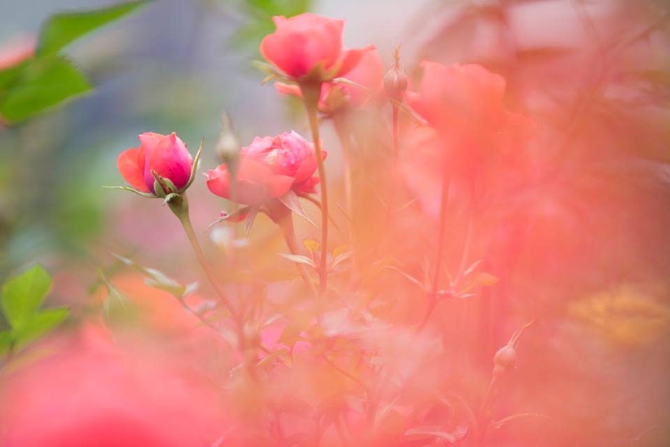 圖片來源：感謝網民t5uisiu／instagram同意轉載