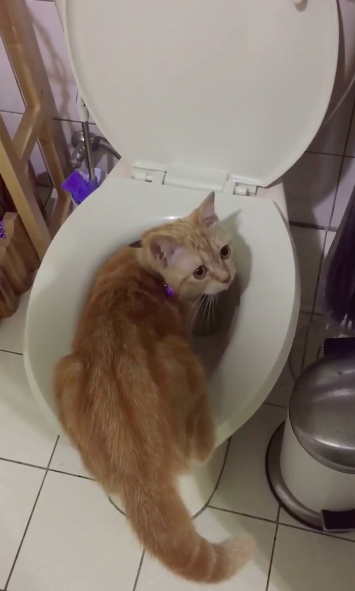 圖片來源：感謝網民Lyu Cheng Ling同意轉載