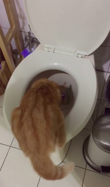 圖片來源：感謝網民Lyu Cheng Ling同意轉載