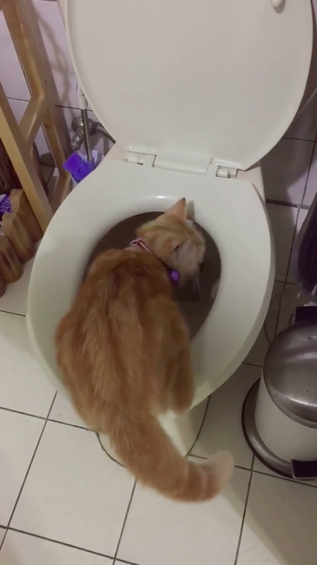 圖片來源：感謝網民Lyu Cheng Ling同意轉載