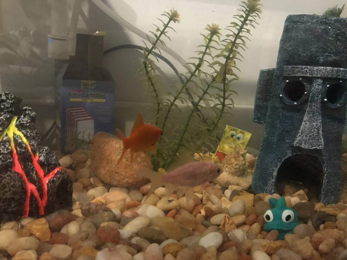 圖片來源： SamuelAnnis／twitter