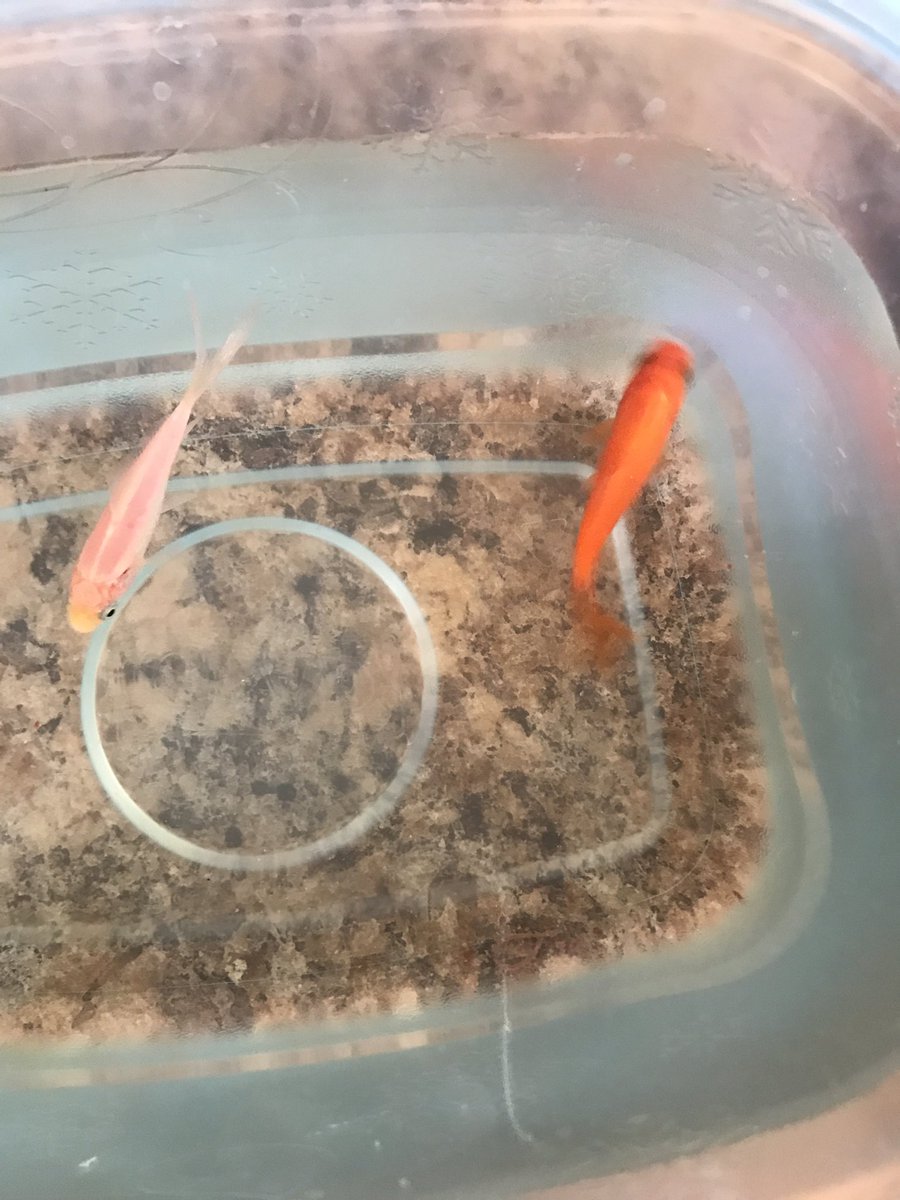 圖片來源： SamuelAnnis／twitter