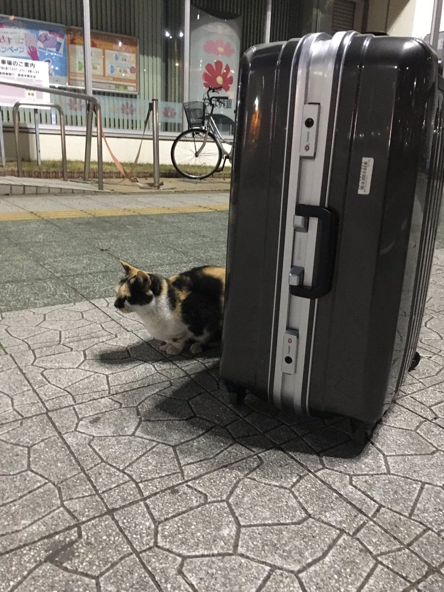 圖片來源：390giovanni66／twitter