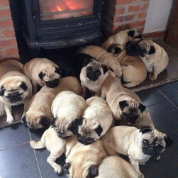 圖片來源：creamymainoko／twitter