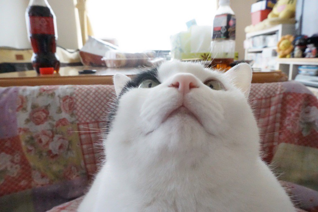 圖片來源:mrfukusuke/twitter