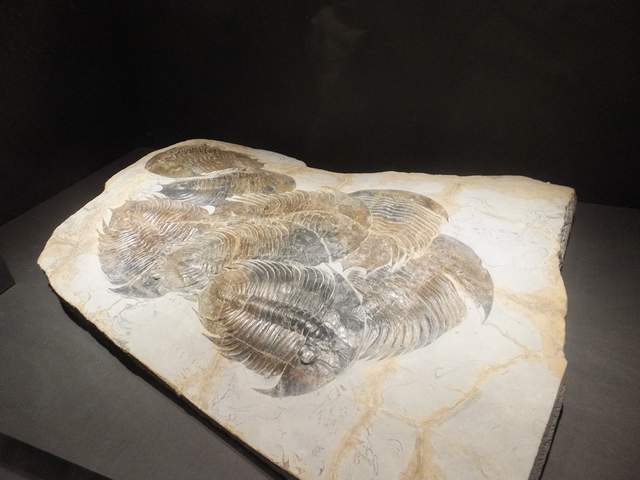 圖片來源：abogard_ausfB／twitter