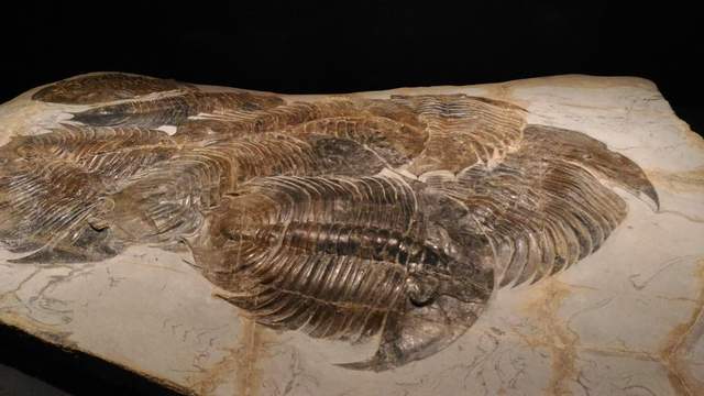 圖片來源：dennou_cassie／twitter