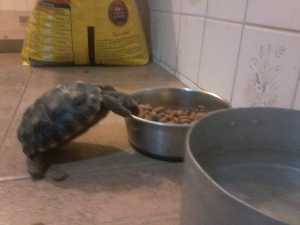 圖片來源:the Dodo