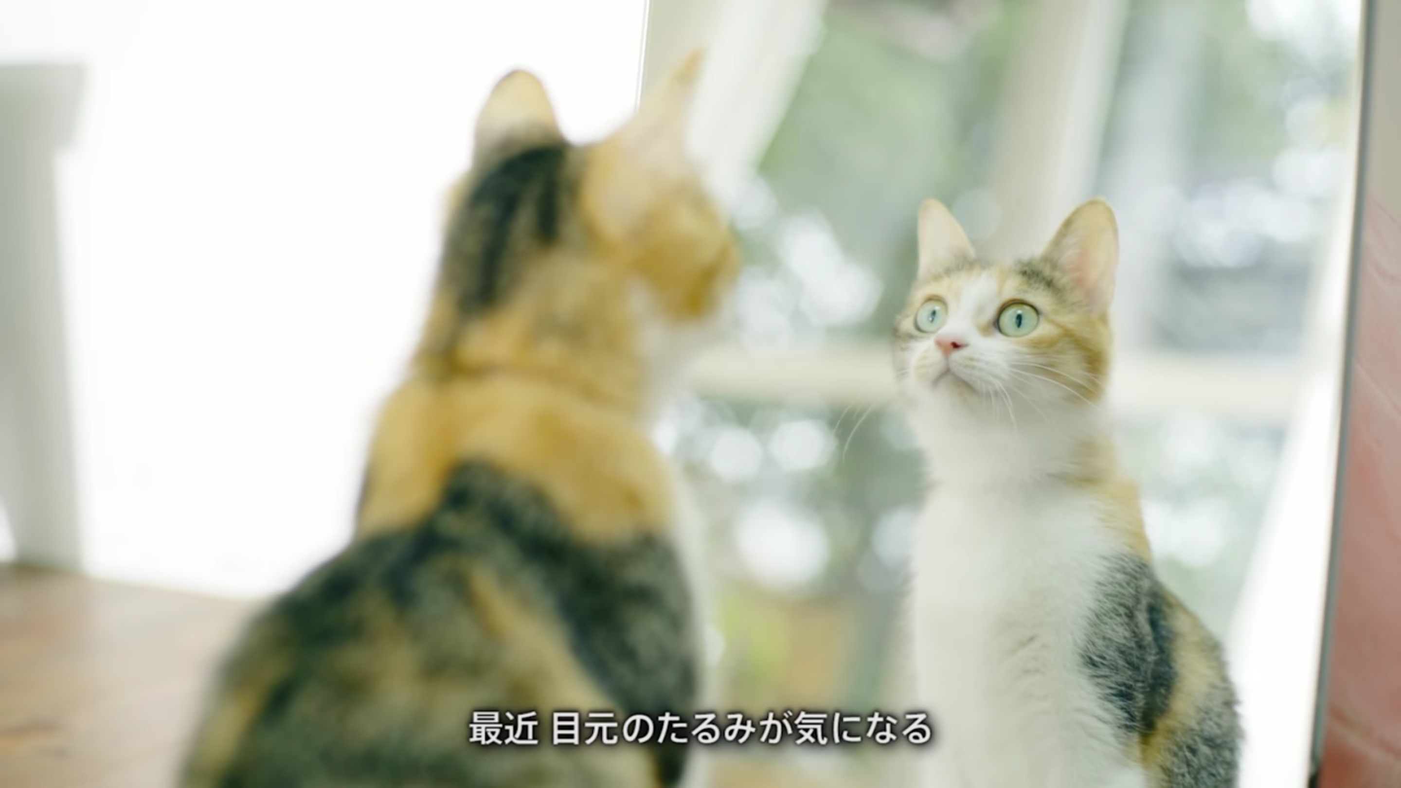 圖片來源：ドモホルンリンクル（薬彩工園・工場）