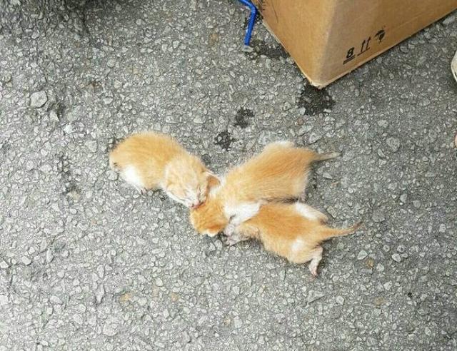 圖片來源：Nur Izzah Zabidi