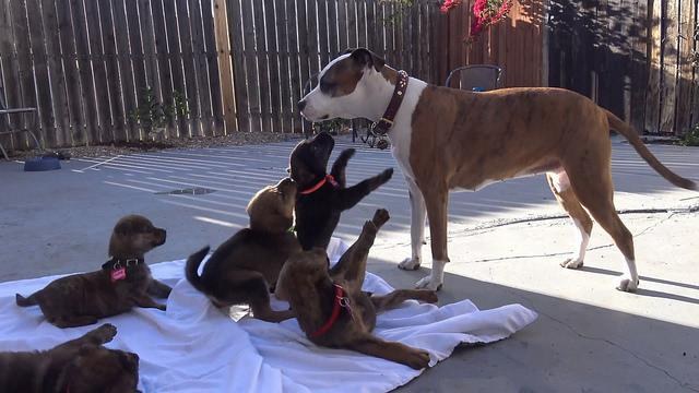 圖片來源：Hope For Paw官方頻道／Youtube