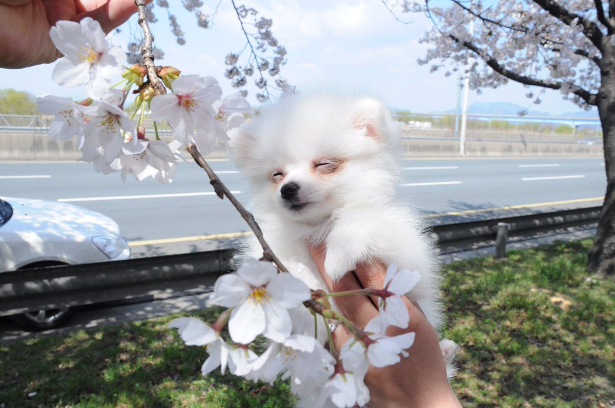 圖片來源:polbusan/twitter