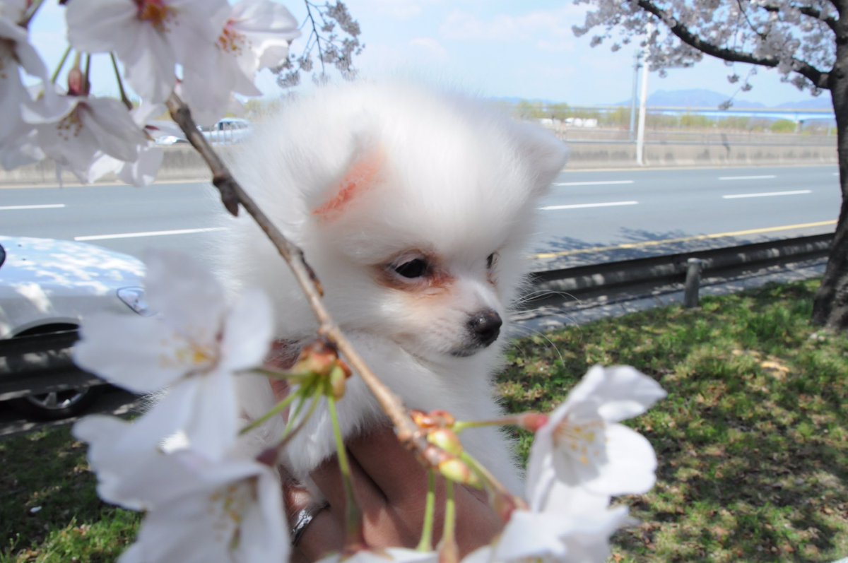 圖片來源:polbusan/twitter