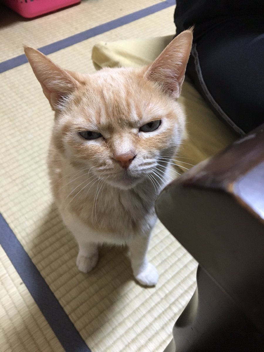 圖片來源:moZu_waTa/twitter