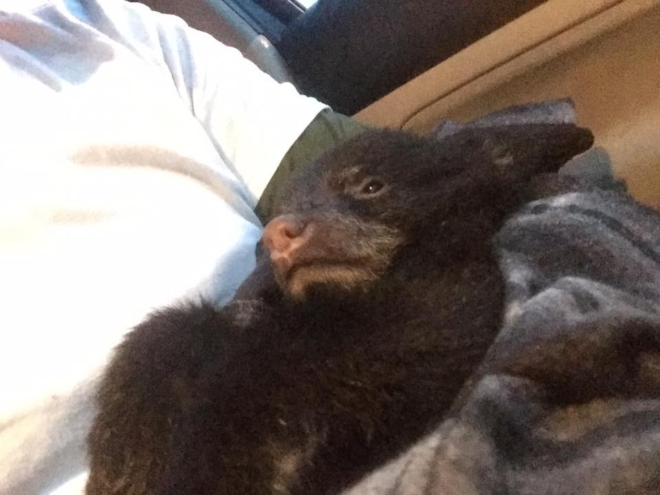 圖片來源:Corey Hancock/Facebook