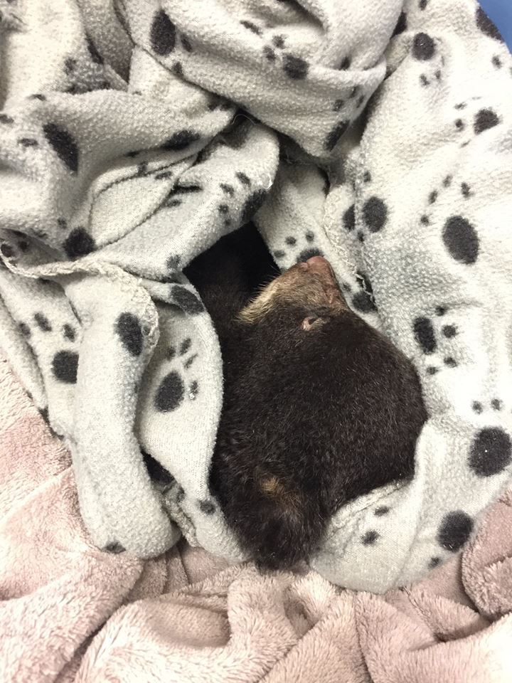 圖片來源:Corey Hancock/Facebook