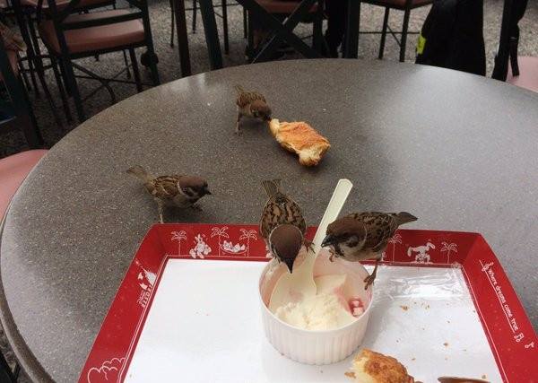 圖片來源:stella_n_n/twitter