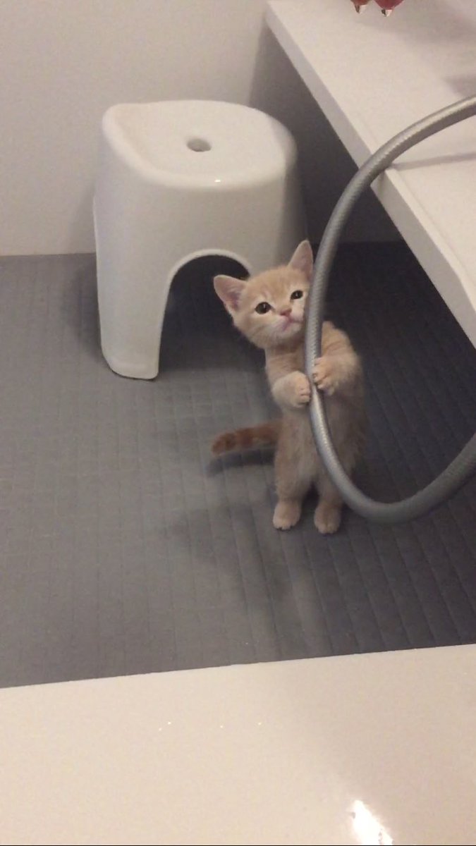 圖片來源：milkymirukun／twitter