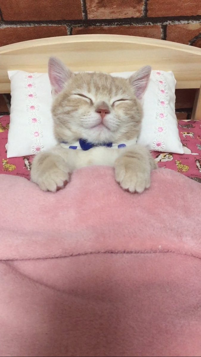 圖片來源：milkymirukun／twitter