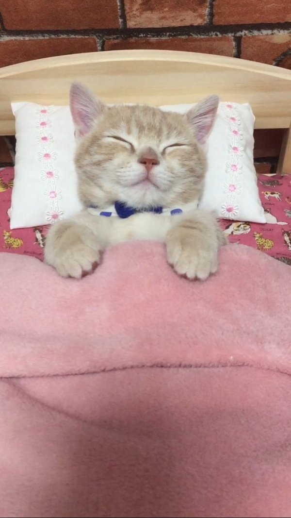 圖片來源：milkymirukun／twitter
