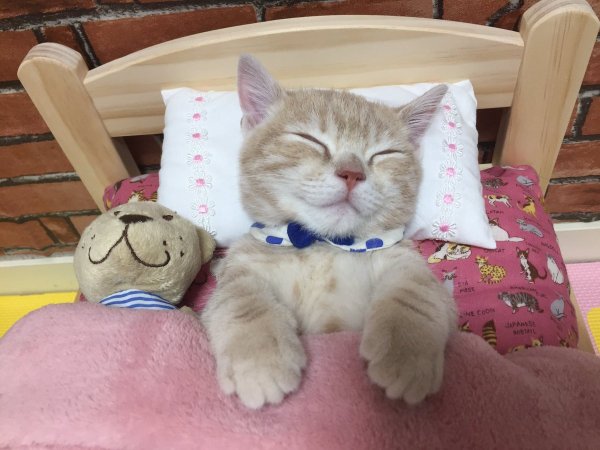 圖片來源：milkymirukun／twitter
