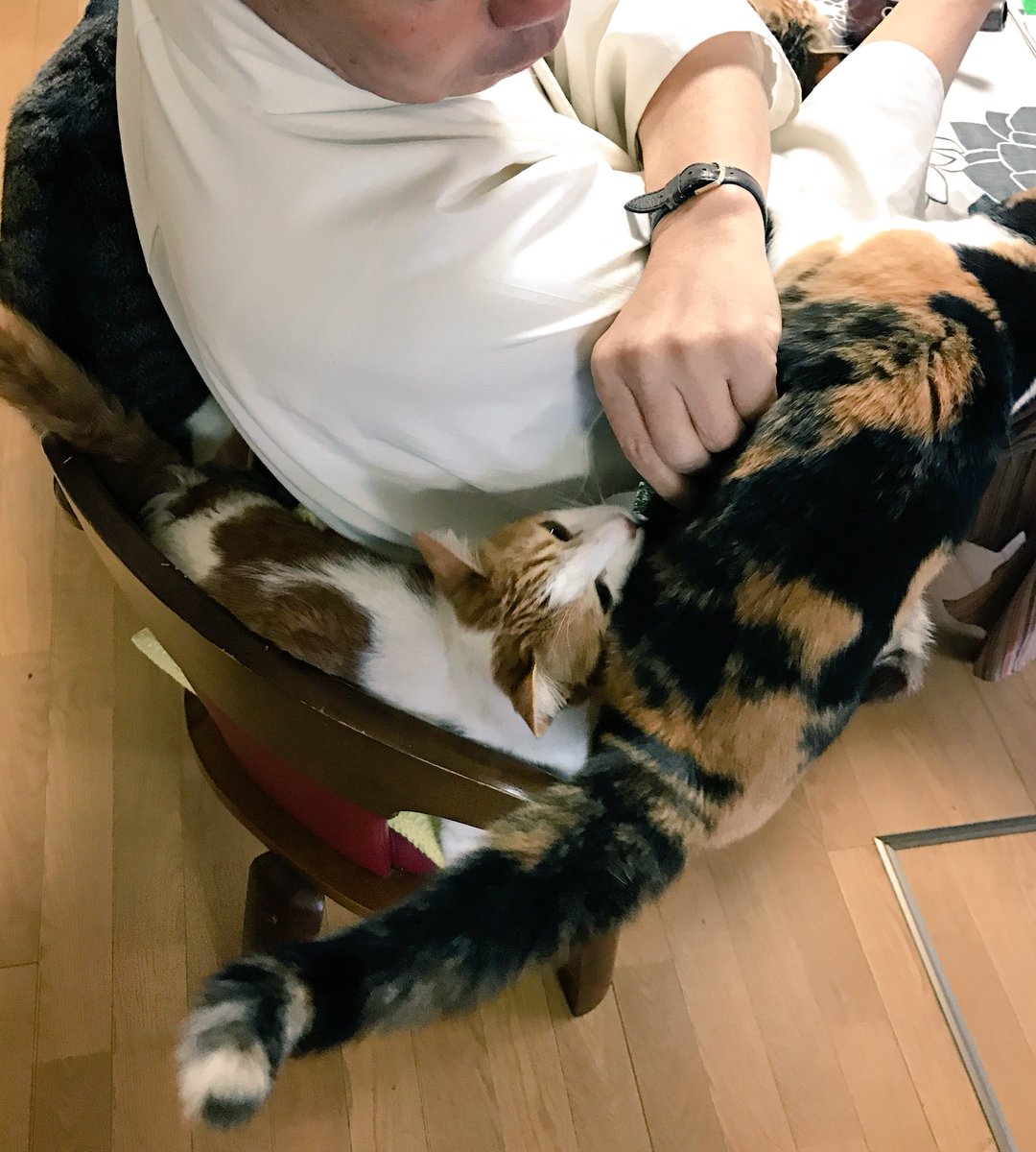 圖片來源:nasu_chourakuji/twitter