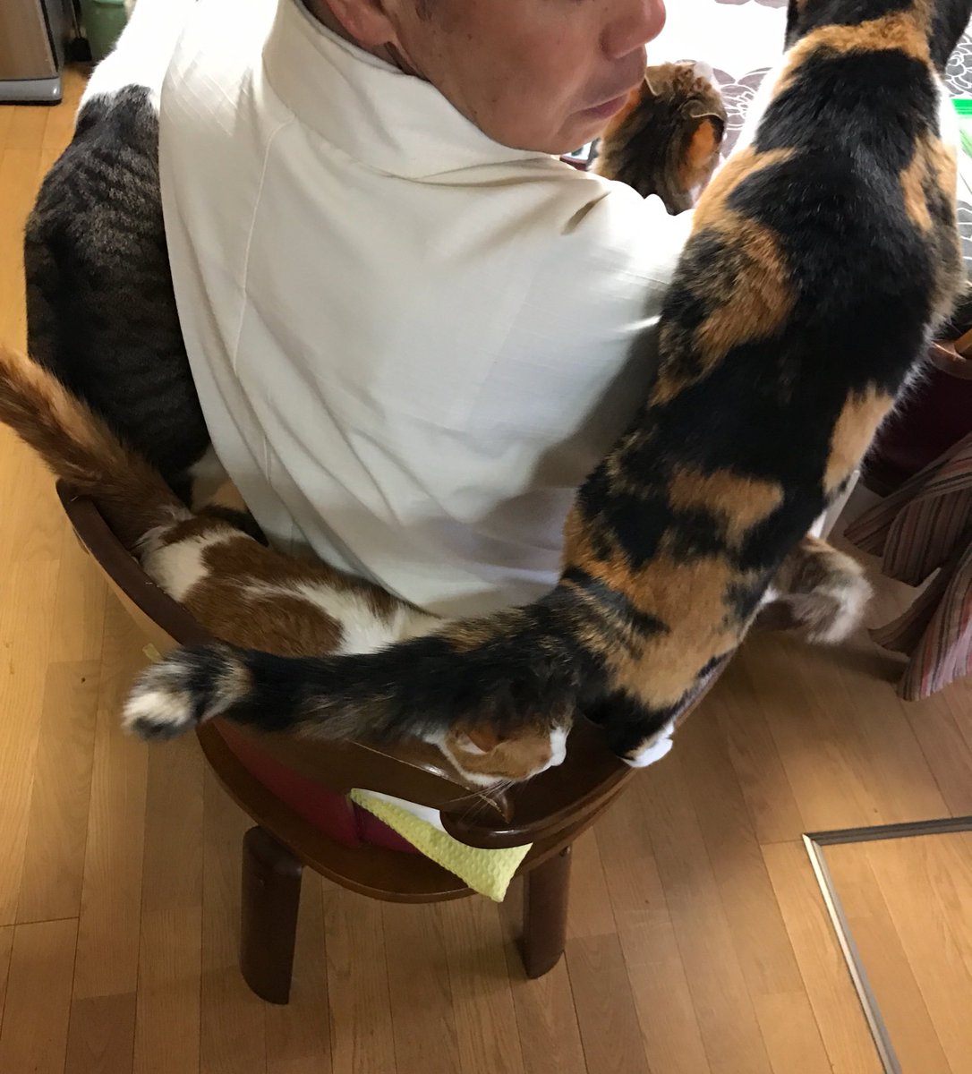 圖片來源:nasu_chourakuji/twitter