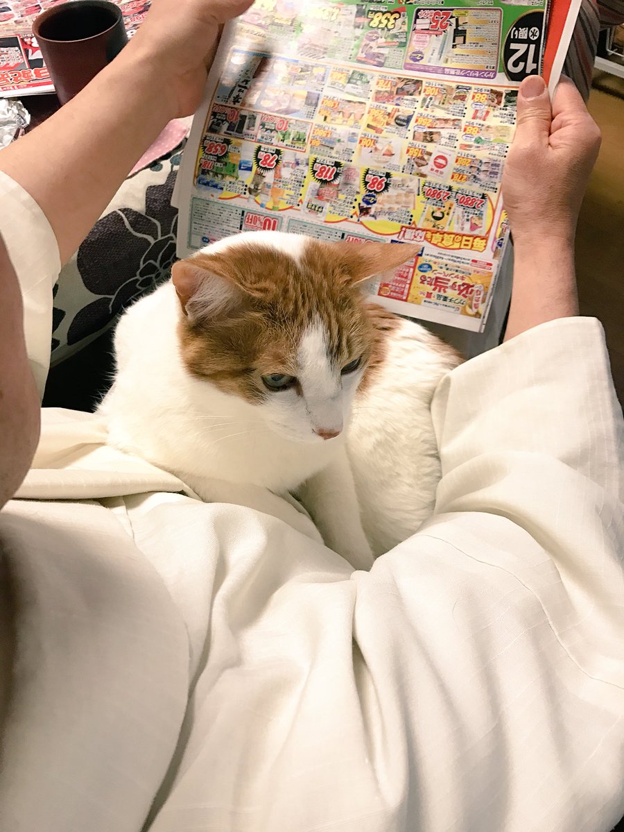 圖片來源:nasu_chourakuji/twitter