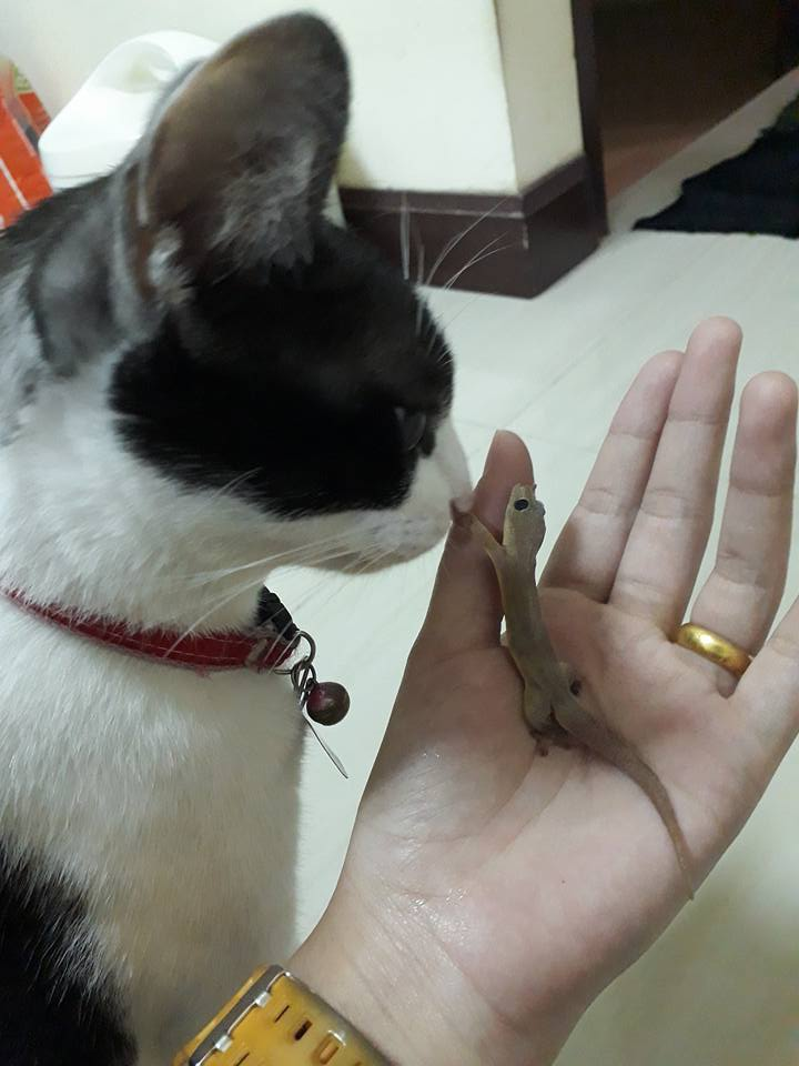 圖片來源：Premkamon-Tojamnong