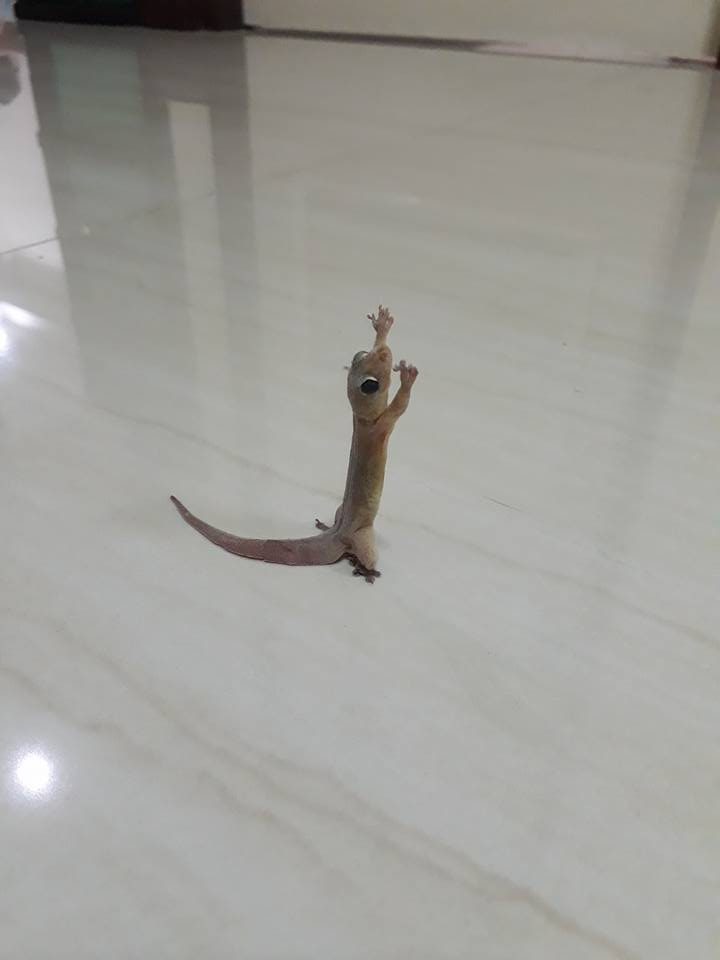 圖片來源：Premkamon-Tojamnong